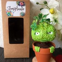 Plante originale à personnaliser avec sa boîte cadeau - unique et original